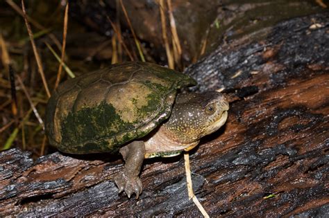 Eastern Mud Turtle Reptiles And Amphibians Of Mississippi