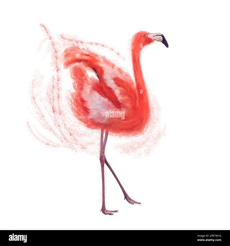 Watercolor Digital Painting Of Pink Flamingo Stock Photo Alamy