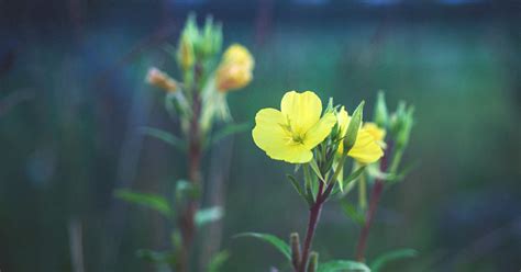 Would like to know if evening primrose oil has helped anyone who is losing their hair.and what dosage was used. Evening Primrose Oil for Hair Loss: Mask, Supplements, and ...