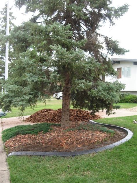 An extra large diy dog toilet for multiple dog or large dogs. Pin on Tree rings