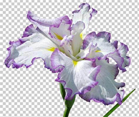 Flower Copy Paste Best Flower Site