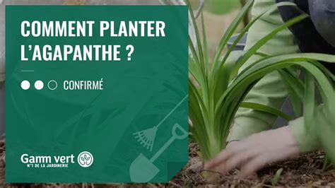 TUTO Comment Planter L Agapanthe Jardinerie Gamm Vert YouTube