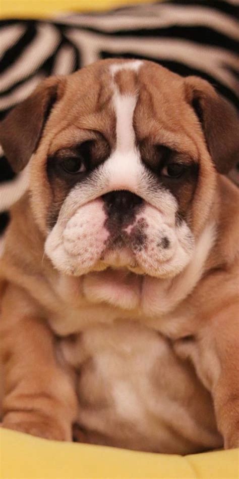 Facts Photos And Secrets About English Bulldog That Everyone Should