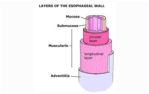 Esophagus Definition Structure And Functions Science Shape