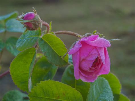 Ingyenes Képek Virág Virágos Növény Rózsaszín Virágszirom Rosa