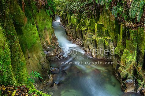 Mossy Lush Te Whaiti Nui A Toi Canyon And Whirinaki River In Whirinaki