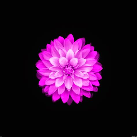 48 Iphone 6 Plus Flower Wallpaper