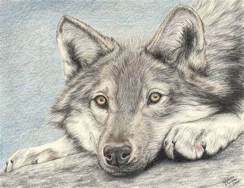 Items Similar To Wolf Colored Pencil Drawing On Etsy Animal