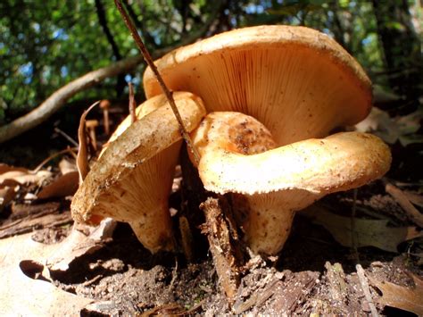 Great Outdoors Mushrooms Along The Ice Age Trail In