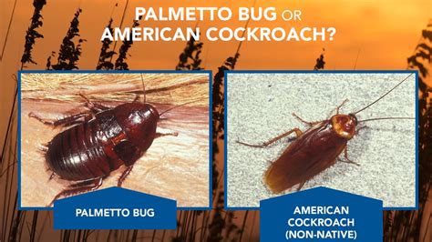 See, people use palmetto bug (or palm meadow bug, as some floridians call them). Top 10: Misidentified Florida animals, plants and insects ...