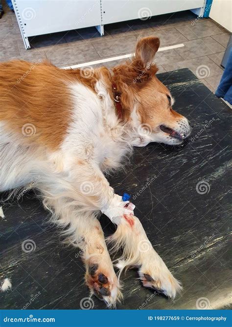 Old Sick Dog Being Put To Sleep By Veterinarian In The Deceased