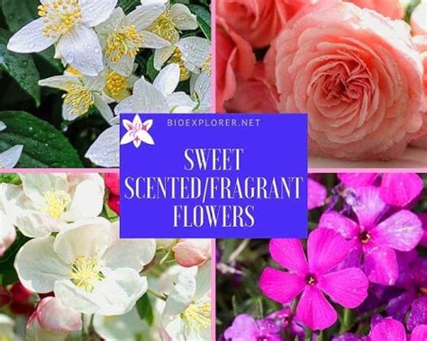 Top 50 Best Fragrant Flowers Smelling Flowers Scented Flowers