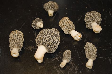Connecticut Morel Find Mushroom Hunting And Identification