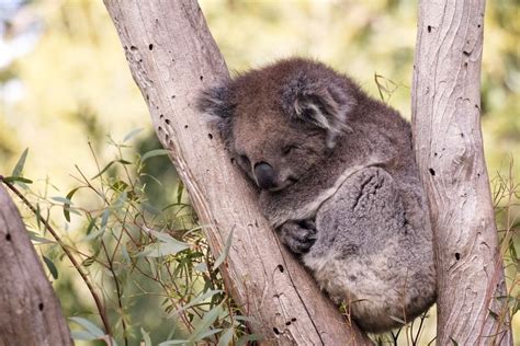 Hanging Out In A Gum Tree Koala Bear Marsupial Koala