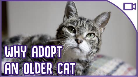 Why You Should Adopt An Older Cat Top Reasons Youtube