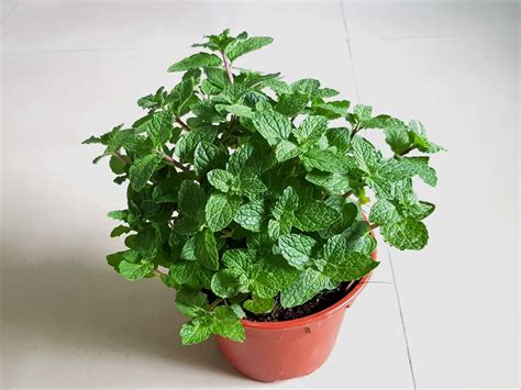 Apple Mint Plant Mint Mentha Suaveolens Herb 4inpot Live Plant Etsy
