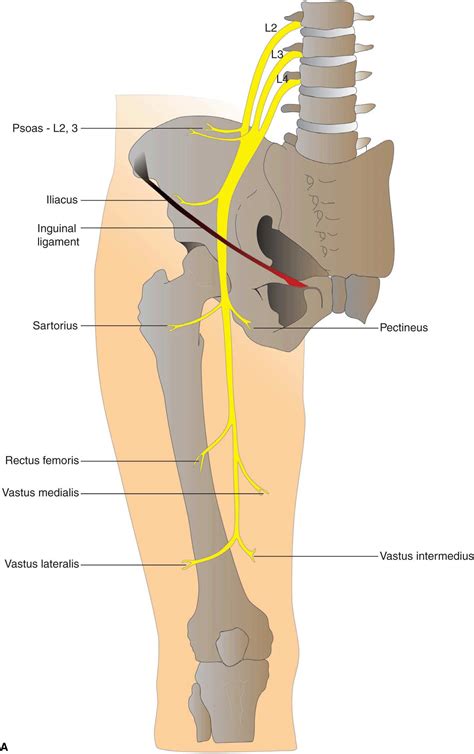 Femoral Nerve Block Anesthesia Key