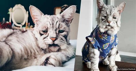 Cat With Rare Skin Condition Is Blessed With A New Happy Life For Him