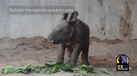 How Denver Zoo Weighed A Baby Greater One Horned Rhino Youtube