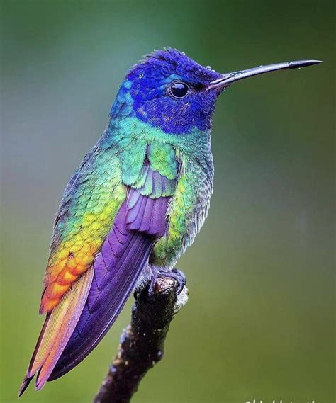 1313 Best Beautiful Bird Images On Pholder Nature Is Fucking Lit Birding And Whatsthisbird