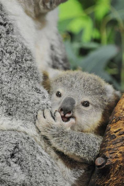 Koala Joey Ready For His Close Up Zooborns