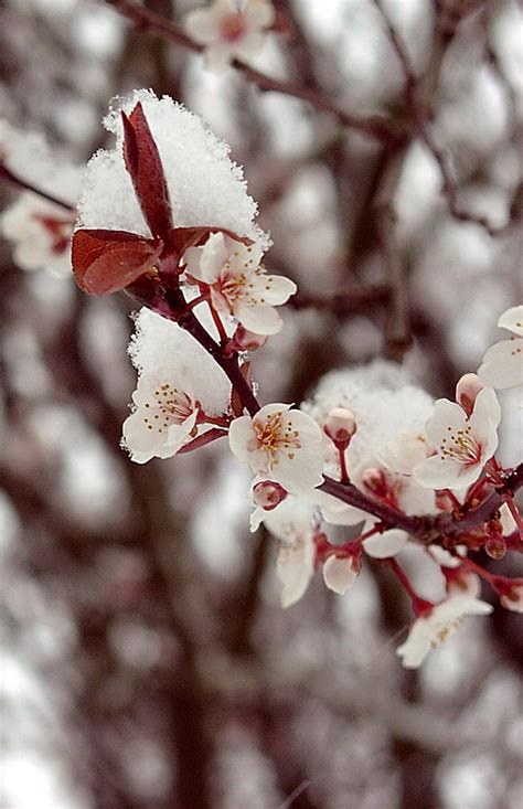 Cherry Blossoms In The Spring An Unseasonable Late Snow Fo Flickr