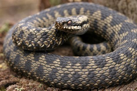 Snake Warning Issued Across Scotland As Police Alert Public Adders Are