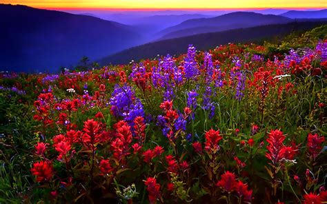 Flower Meadow And Mountains Wallpapers Wallpaper Cave