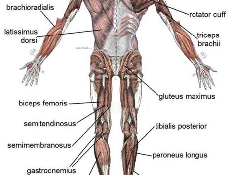 Almost every movement in the body is the outcome of muscle contraction. move the Major Body Muscles And Diagrams interactive ...