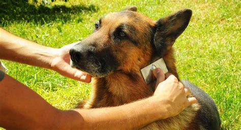 German Shepherd Grooming Your Guide To Caring For Your Dog