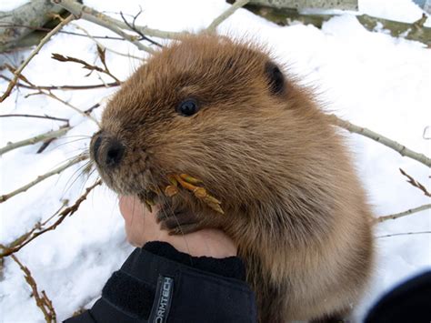30 Adorable Baby Beavers To Celebrate International Beaver Day Bored