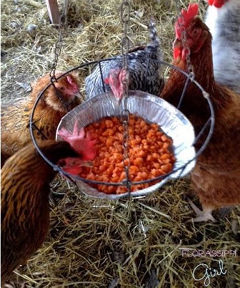Diy Swinging Treat Holder For Your Chickens Chickens