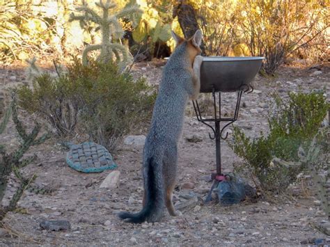 Gray Fox At The Bar San Pedro River Valley Arizona A Photo On