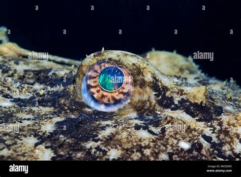 Eye Of Anglerfish Lophius Piscatorius Mediterranee Sea Stock Photo