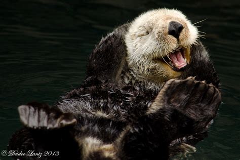Happy Otter By Deeotter On Deviantart