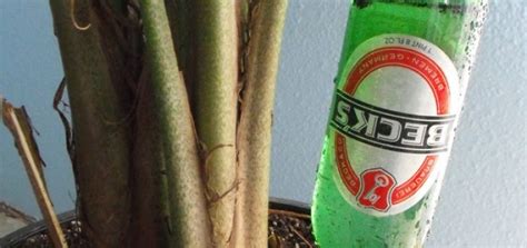 9 Unique Fun Diy Projects To Reuse Empty Beer Bottles