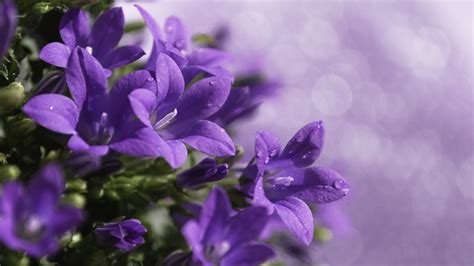 Purple Flower Background 66 Images