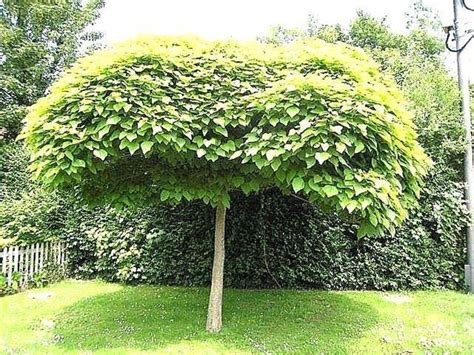 Che siano sempreverdi, ricche di fiori, odorose oppure decorative, le piante rampicanti da esterno sono perfette per creare un angolo verde e colorato, soprattutto se si dispone di molto spazio che si sviluppa in orizzontale. Catambra: repellente antizanzare naturale - Piante da ...