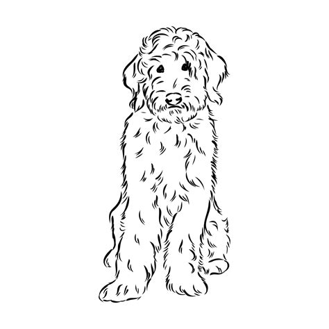 Small Poodle Coloring Page Outline Sketch Drawing Vector Golden Doodle