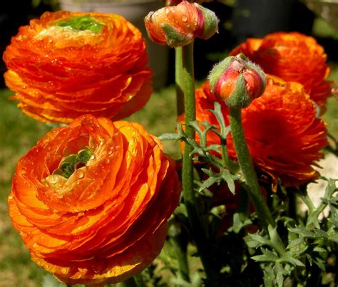 Orange Ranunculus Explore Best Seen Large Digital Vincent