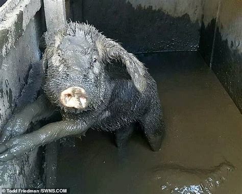 Pigs Found Drowning In Their Own Feces After Being Abandoned In Ny