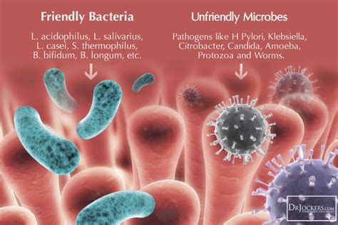 There is good bacteria that you want (and need) inside you to break down food, absorb nutrients, stimulate your natural production of vitamins, and. Probiotics: Benefits, Categories, and Protocols ...
