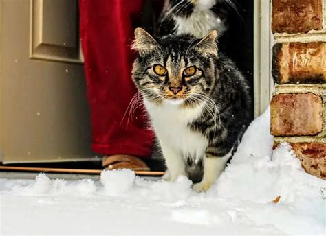 How Cold Is Too Cold For Cats In Garage Cat Meme Stock Pictures And