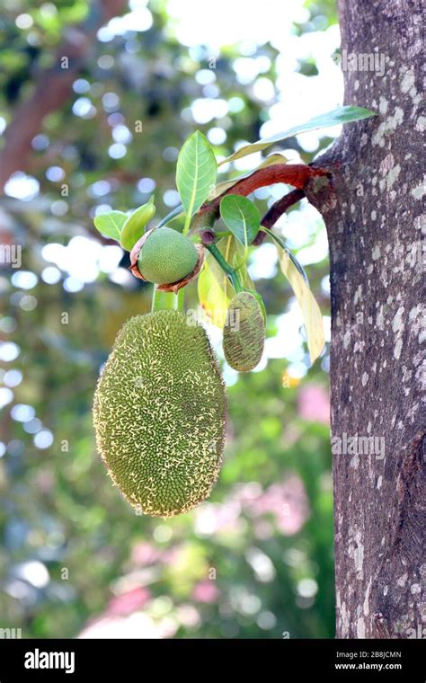Jackfruit Small Jackfruit On Jackfruit Tree Stock Photo Alamy