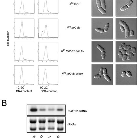 Tor2 Regulated Pathways In Fission Yeast A Working Model In The