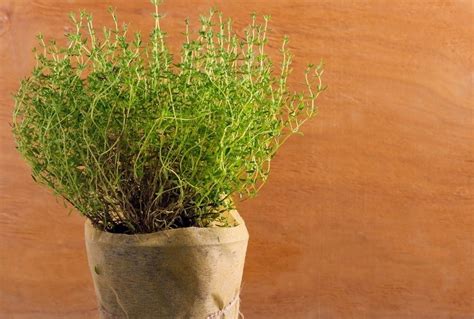 How To Grow Thyme Indoors Urban Leaf