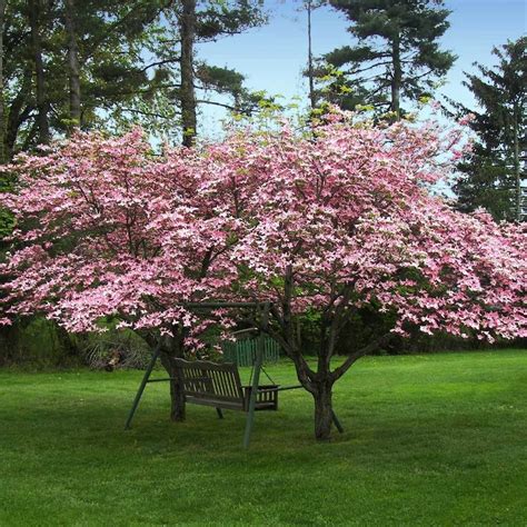 Pink Flowering Dogwood Trees For Sale Trees And