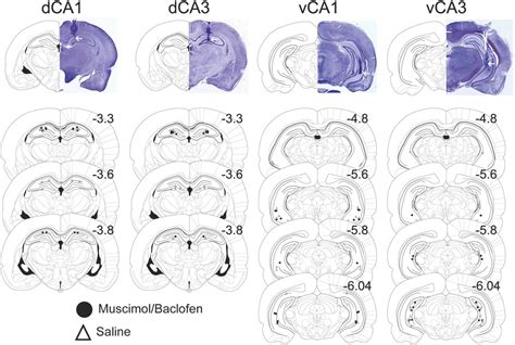 Ventral Hippocampal Ca1 And Ca3 Differentially Mediate Learned Approach