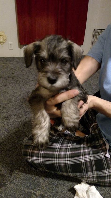 Search listings for miniature schnauzers and other items on ksl classifieds. $400, New Litter Miniature Schnauzer Puppies for sale ...