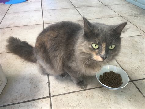 Reunited Female Cat Grey Cat Unsure Of Sex Winter Park Lost Pets